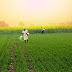 How Farmland Can Provide Passive Income
