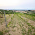 How to Start a Small Vineyard for Wine Production